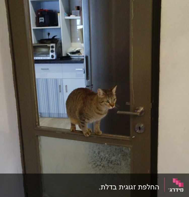 חתול עומד על דלת זכוכית מטושטשת